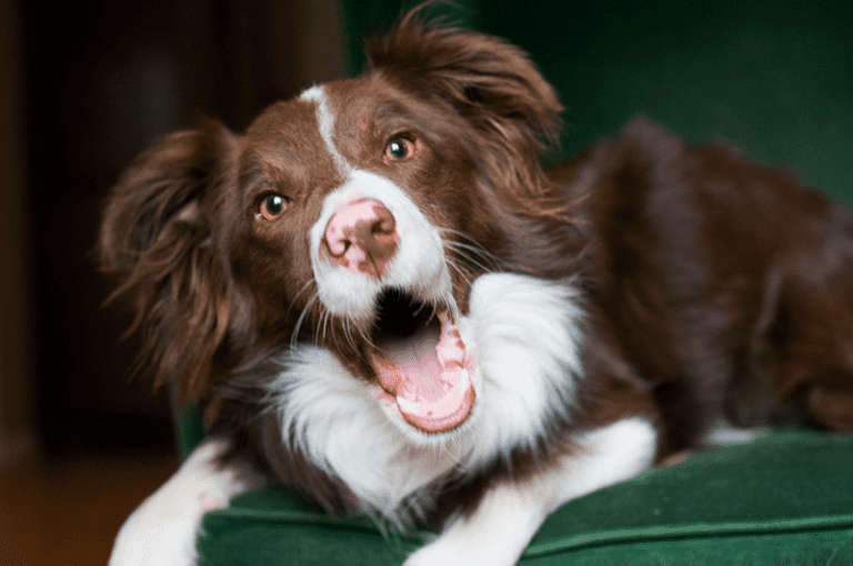 Why Does My Dog Whine When He Sees Other Dogs?