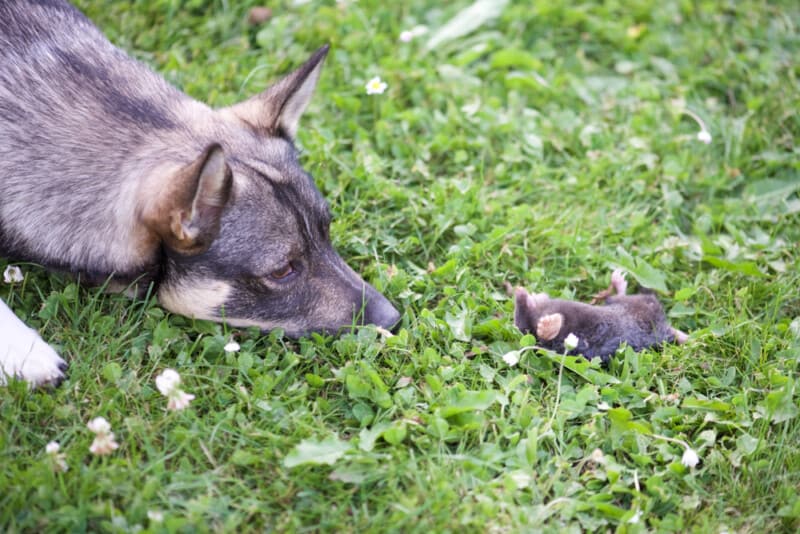 My Dog Killed Ate A Mole Will He Get Sick 