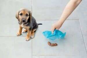 Dog Poops on Concrete – What to Do?