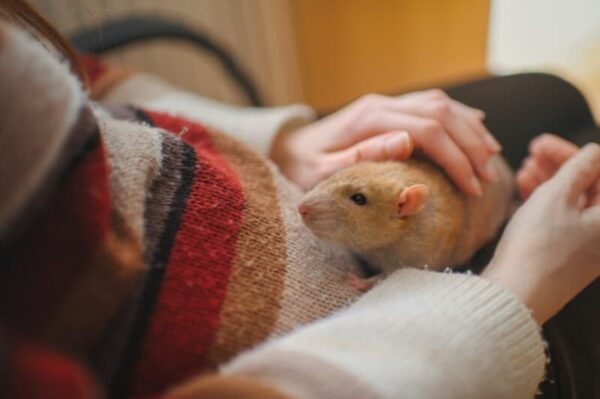 How Long Do Rats Live?