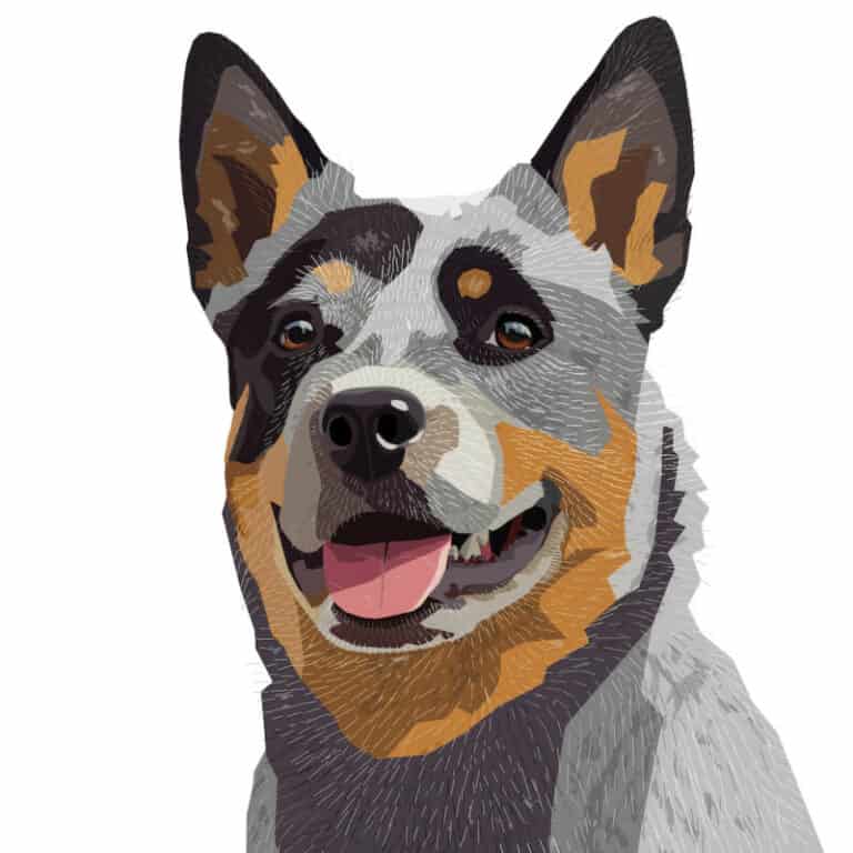 14 of the Best Dog Foods for Blue Heelers [ 2023 ]