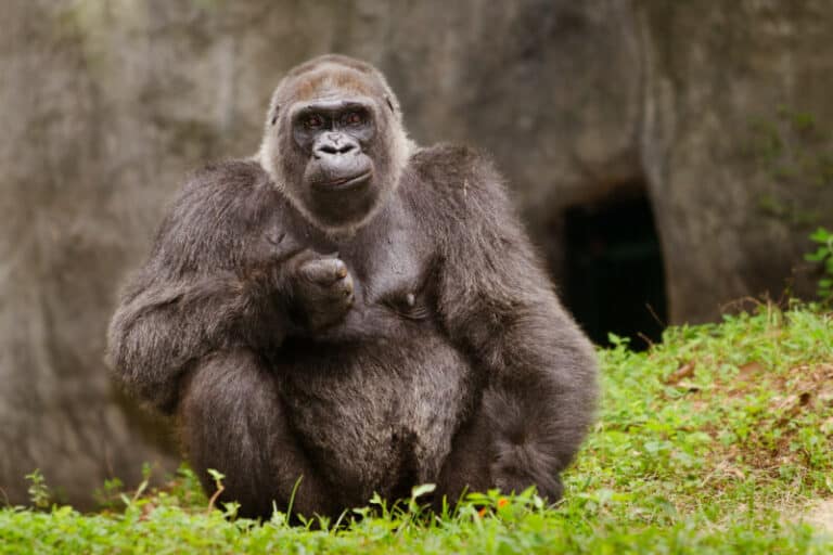How Many Gorillas Are Left In The World