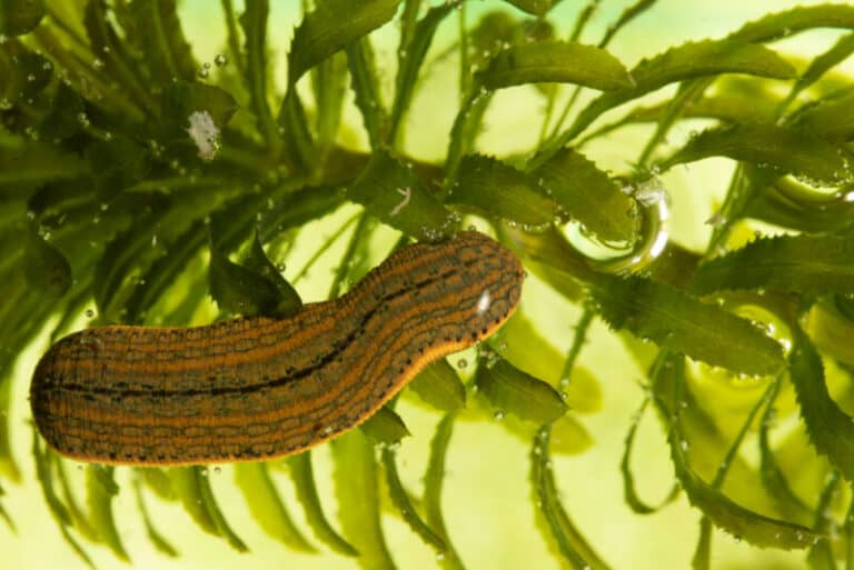 The 7 Most LeechInfested Lakes in the US