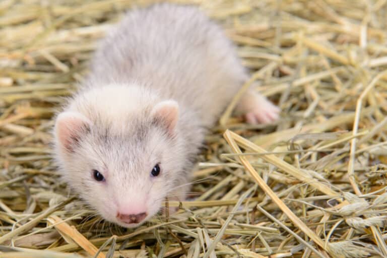 How to stop Ferrets From Pooping Everywhere?