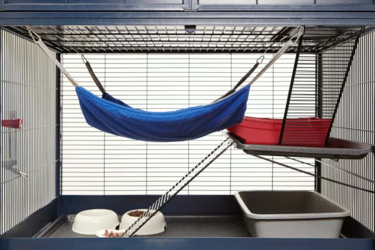 How to Get Rid of Ferret Odor in a Room?