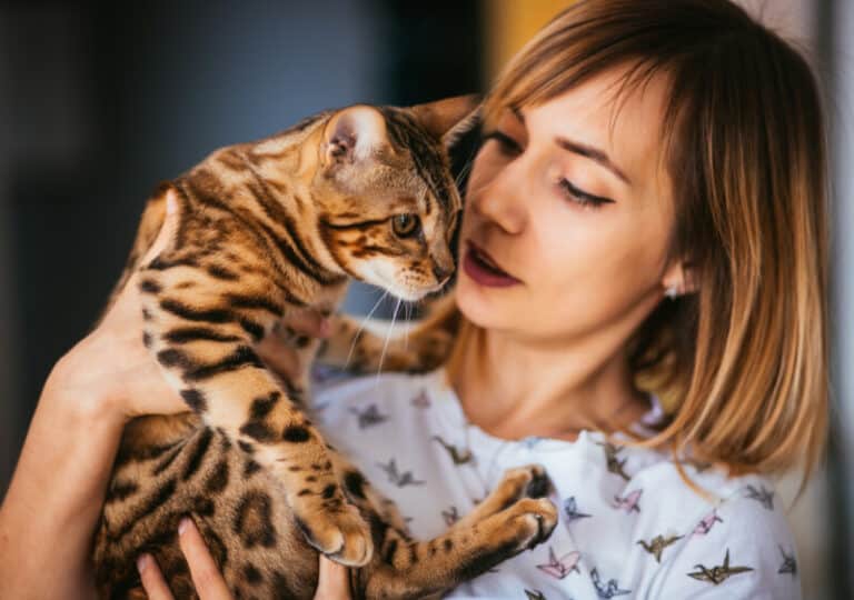 Do Bengal Cats Smell? Why Do Bengal Cats Smell?