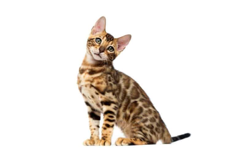 How to Keep Your Bengal Cat Entertained?