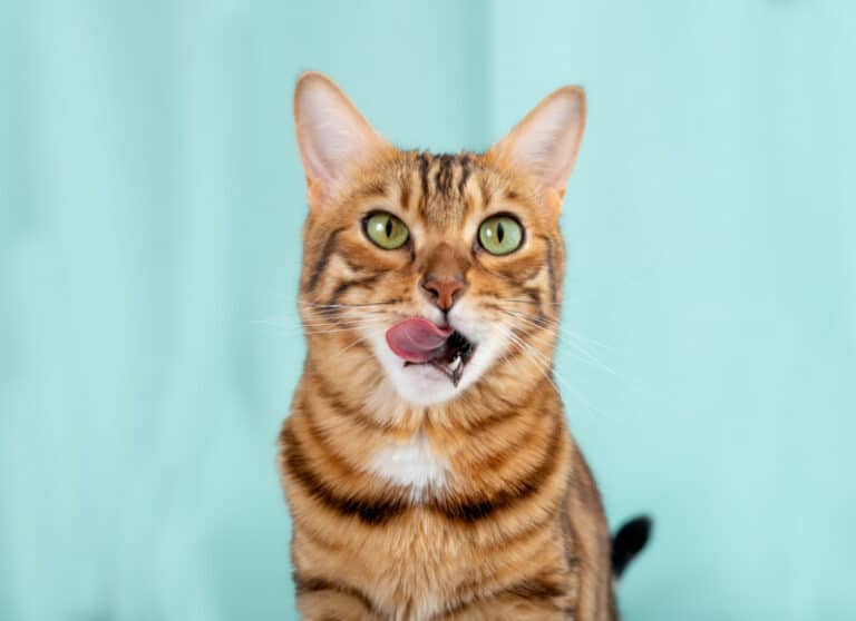 What Human Foods Can Bengal Cats Eat?