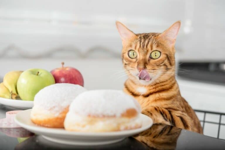 What Human Foods Can Bengal Cats Eat?