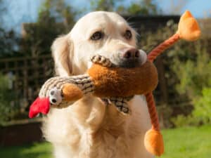 Why Does My Dog Lick His Stuffed Toys?