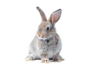 6000 Awesome Rabbit Names for Your Fluffy Bunny