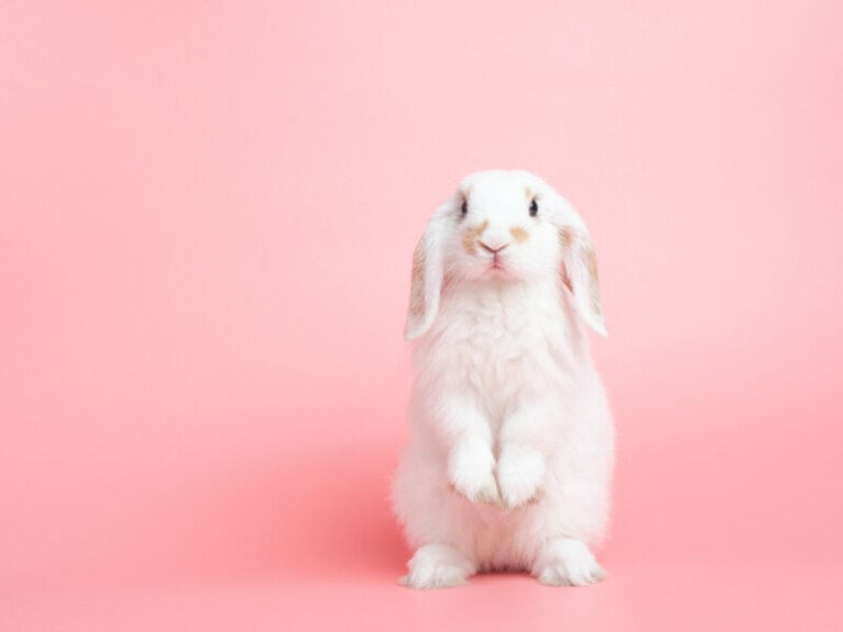 6000 Awesome Rabbit Names for Your Fluffy Bunny