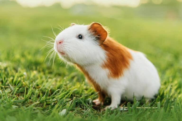 Do Guinea Pigs See in Color? Can they see in the Dark?
