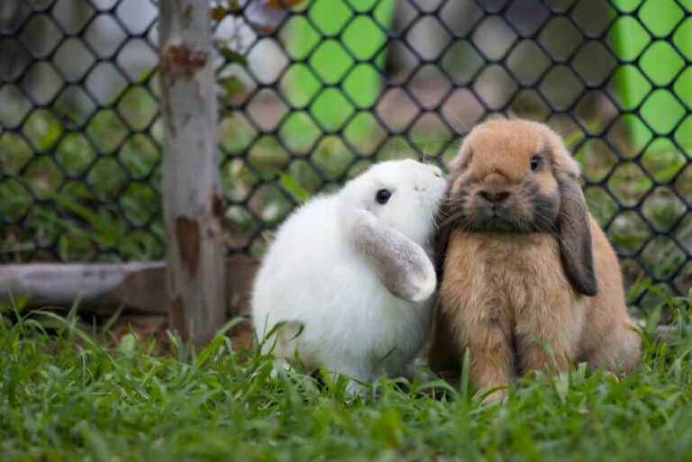 6000 Awesome Rabbit Names for Your Fluffy Bunny