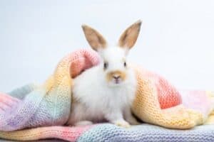 6000 Awesome Rabbit Names for Your Fluffy Bunny