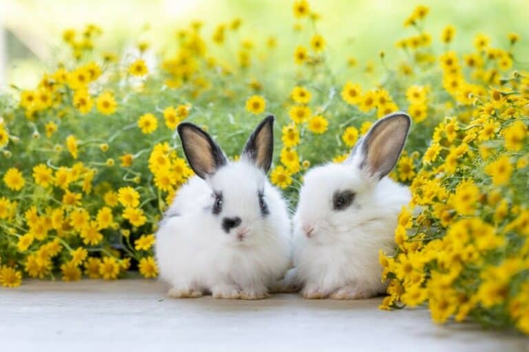 6000 Awesome Rabbit Names for Your Fluffy Bunny