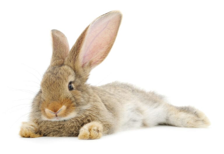 6000 Awesome Rabbit Names for Your Fluffy Bunny