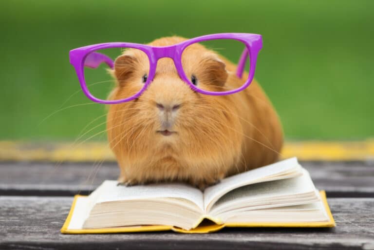 View of 13 Strange Guinea Pig Behaviors Explained In-Depth
