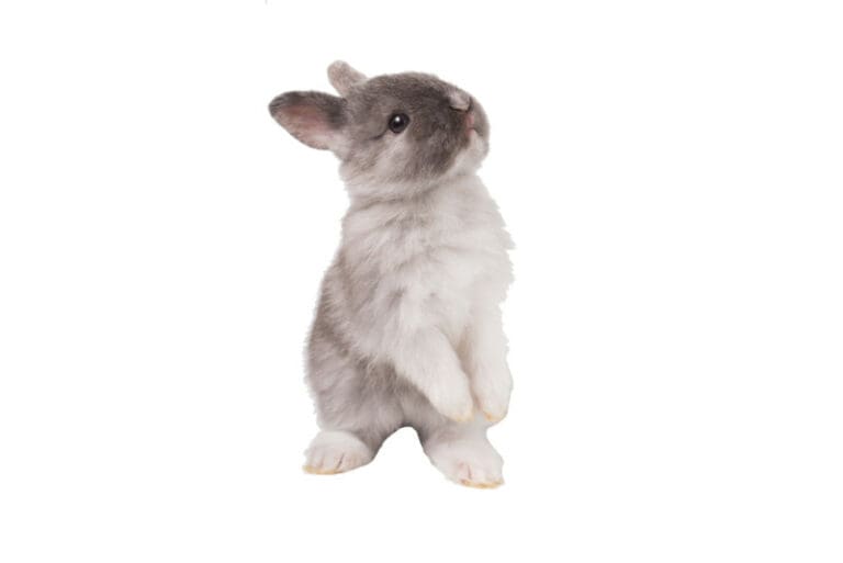 6000 Awesome Rabbit Names for Your Fluffy Bunny