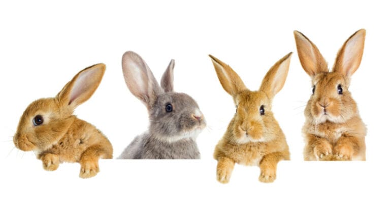 6000 Awesome Rabbit Names for Your Fluffy Bunny