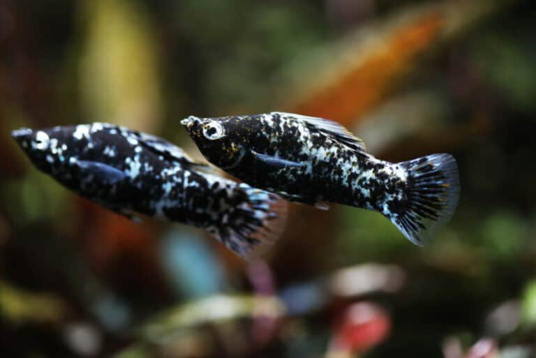 Best Fish Food for Mollies [2023 Update]