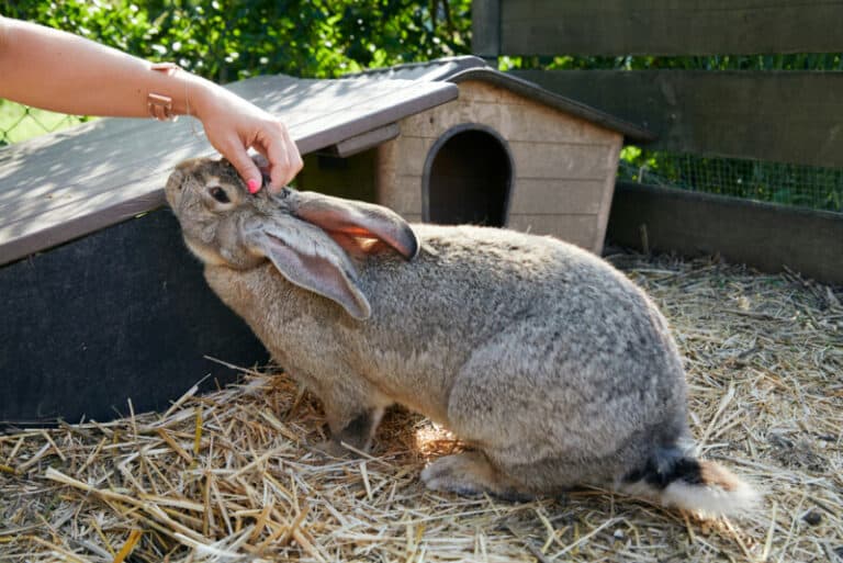 13 Steps To Predator Proof Your Rabbit Hutch