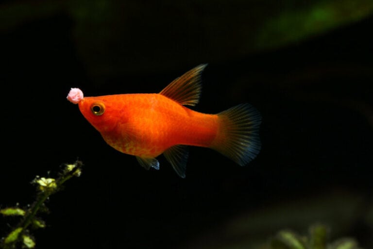 Best Fish Food for Mollies [2023 Update]