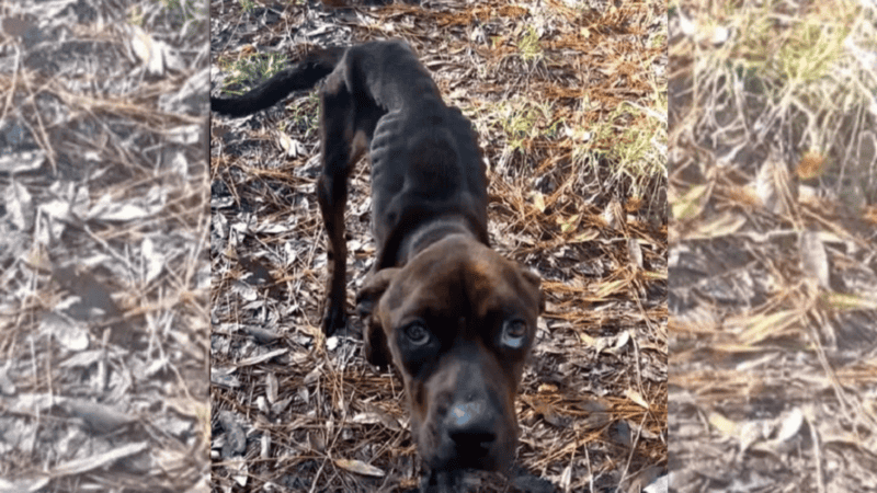 malnourished dog